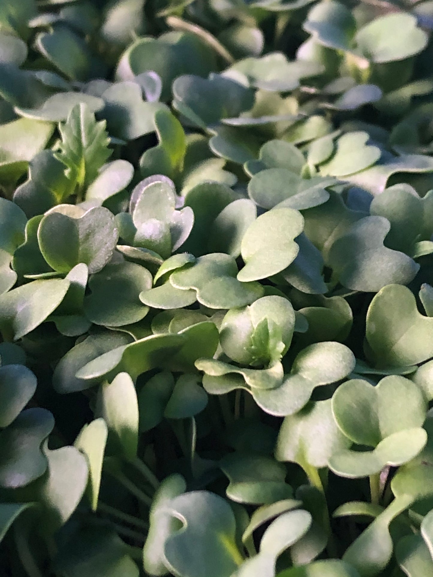 Salad Mix (non-spicy)