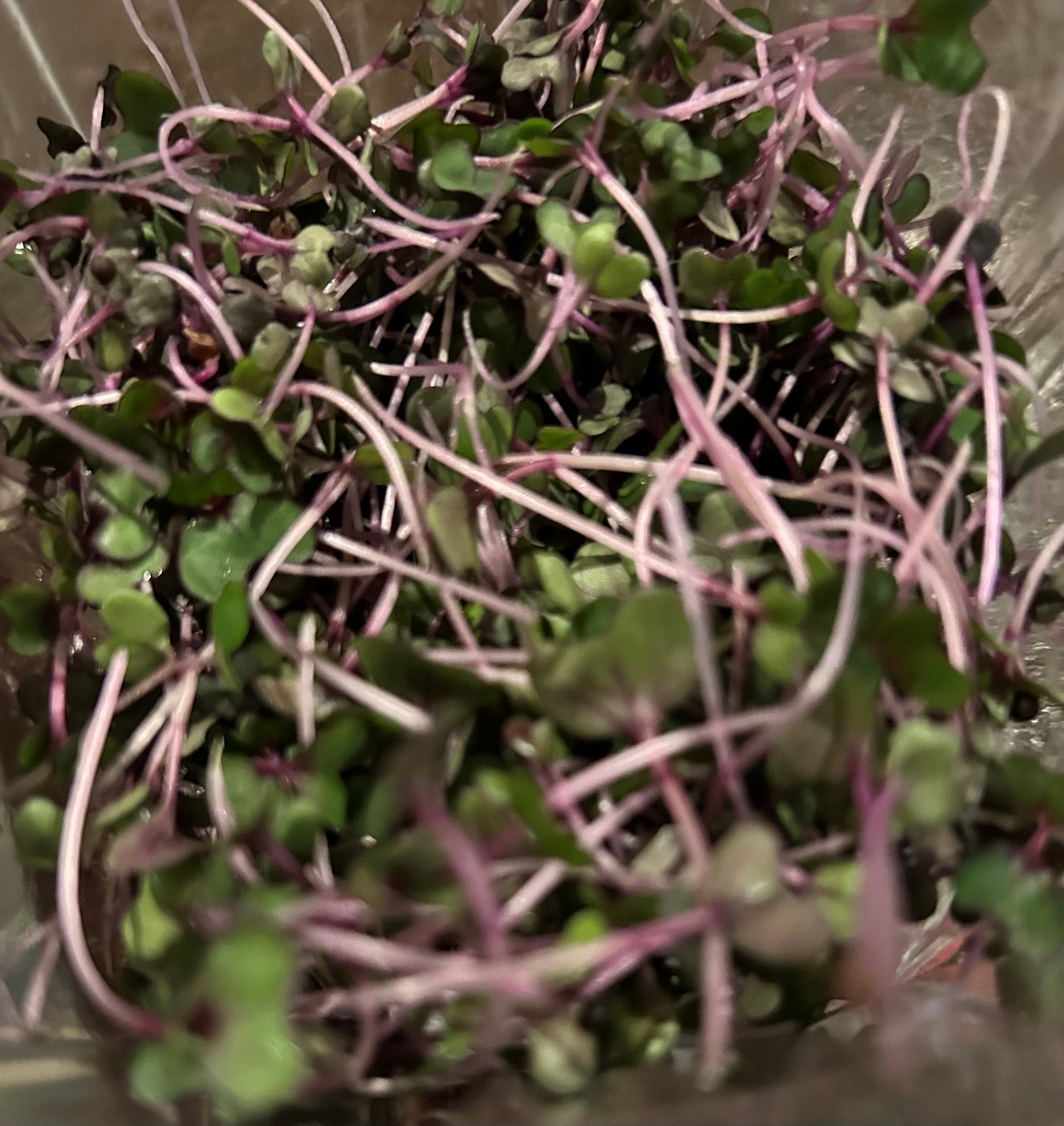 Red Cabbage Microgreens