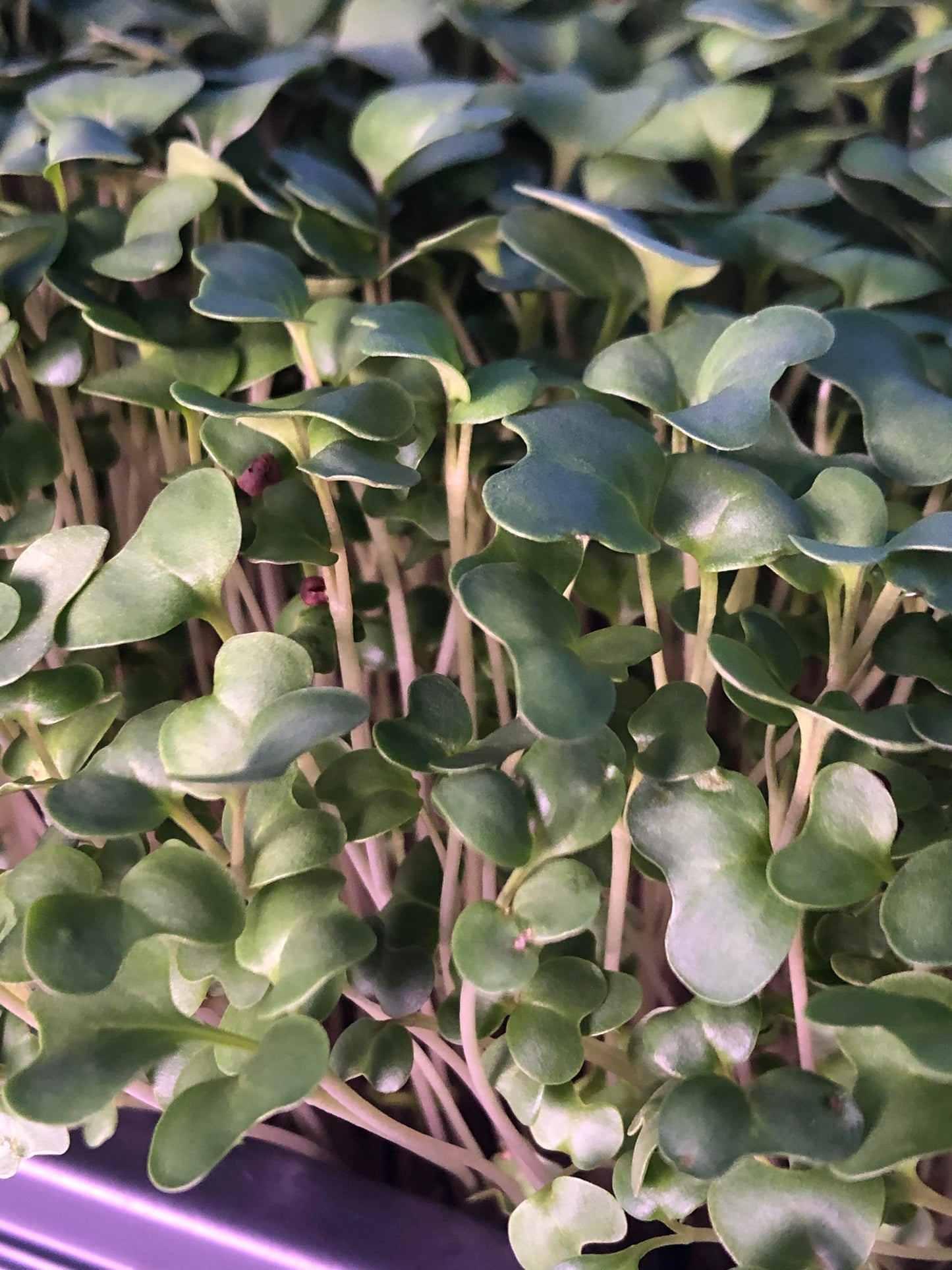 Broccoli Microgreens