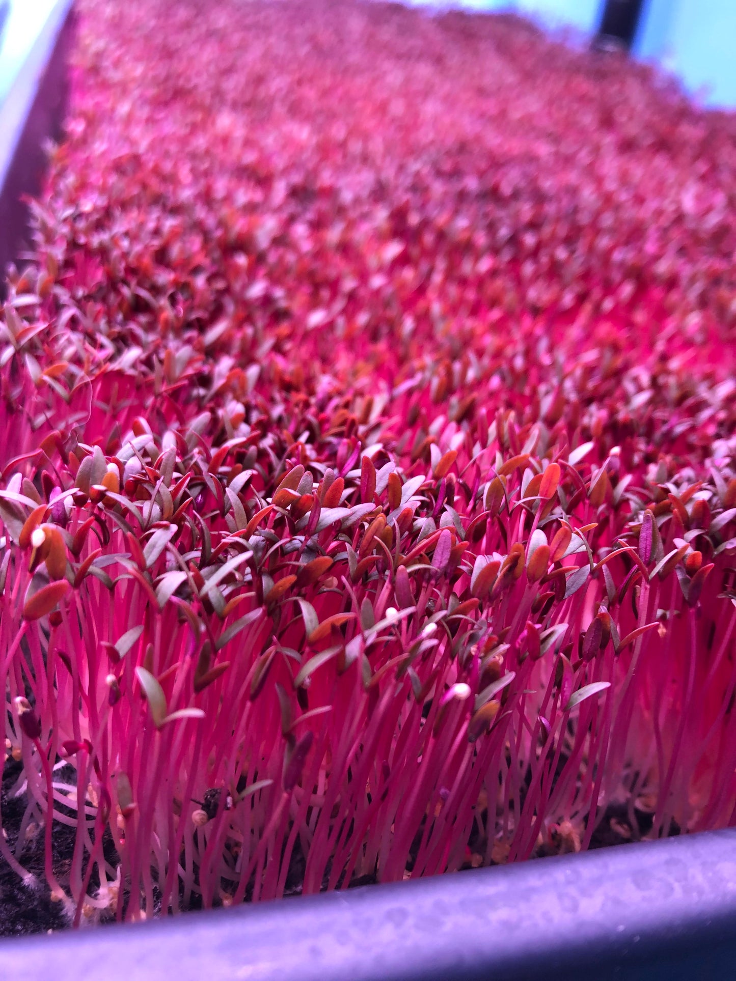 Red Garnet Amaranth