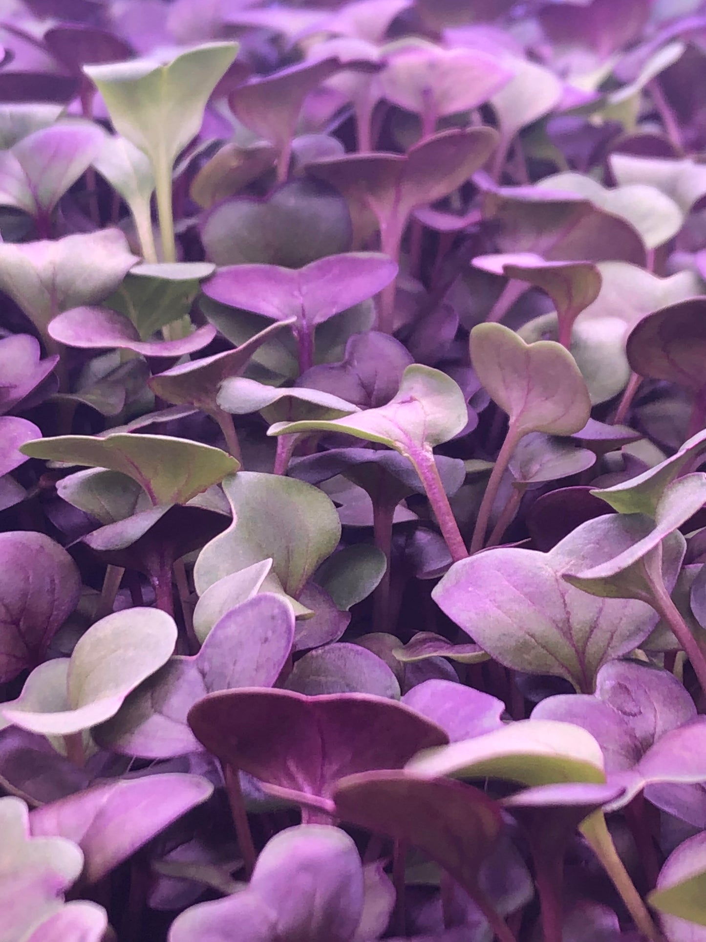 Rambo Daikon Radish Microgreens