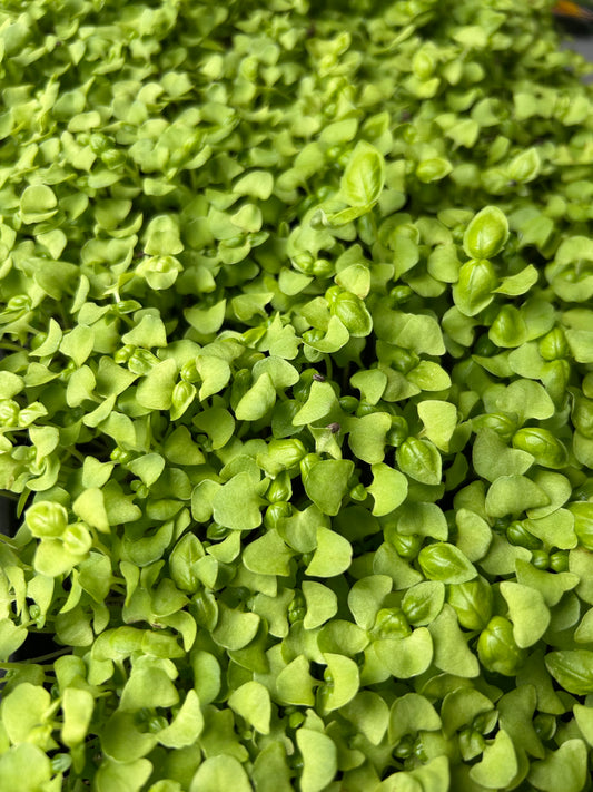 Basil Microgreens (.5oz)