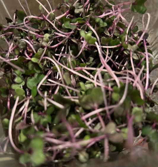 Red Cabbage Microgreens