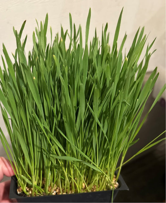 Hard Spring Wheatgrass (living)