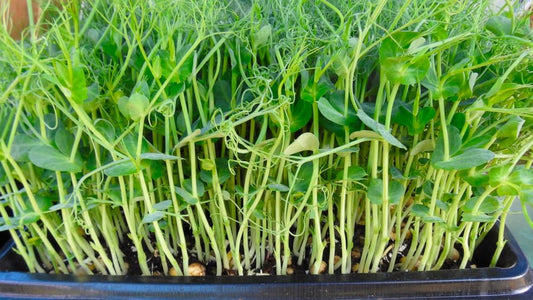 Sweet Peas