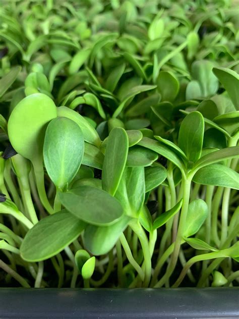 Sunflower Microgreens